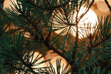 Slow motion close-up of wind gently moving through pine needles during golden hour  - Powered by Adobe