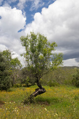 Old olive tree growing in the Algarve,