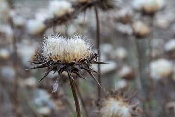 Milk thistle seed head - Latin name - Silybum marianum