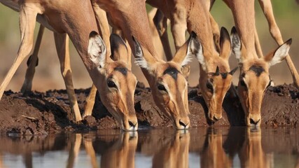 Medium closeup of a herd of impala antelopes drinking at a waterhole in front of an underground hide in Mashatu Game Reserve, Botswana.