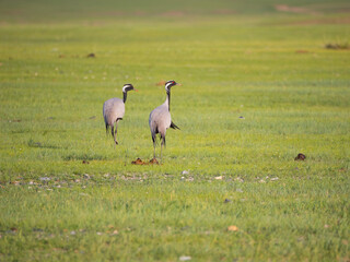 Pair of Demoiselle Cranes on grassland