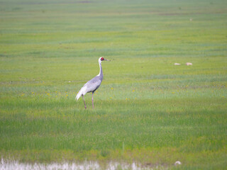 White-naped Crane on grassland