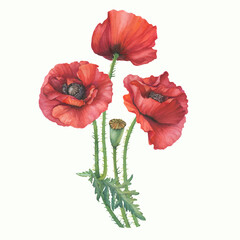 Bouquet with red Shirley poppies flower with leaves (Papaver rhoeas, corn poppy). Floral botanical greeting card. Hand drawn watercolor painting illustration isolated on white background.