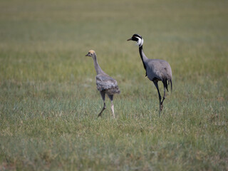 Parent and child of Demoiselle Cranes on grassland