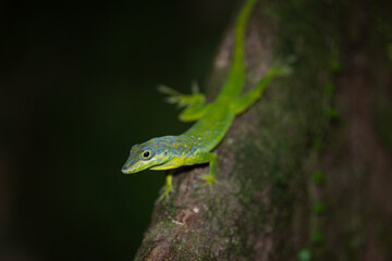 Martinique, faune, flore, paysages, Montagne Pelée, Saint-Pierre