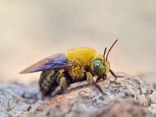 Xylocopa pubescens, known as the Pubescent Carpenter Bee