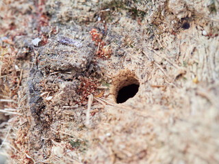 Xylocopa pubescens, known as the Pubescent Carpenter Bee