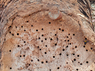 Xylocopa pubescens, known as the Pubescent Carpenter Bee