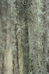 moss on tree