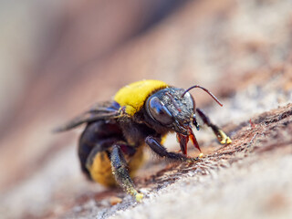 Xylocopa pubescens, known as the Pubescent Carpenter Bee