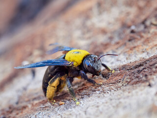 Xylocopa pubescens, known as the Pubescent Carpenter Bee