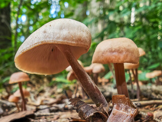 Close-up of mushrooms growing on forest ground among leaves and natural debris.