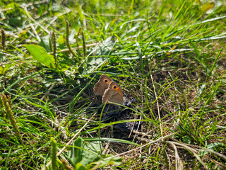 Two brown butterflies resting in green grass on a sunny day in a natural outdoor setting.