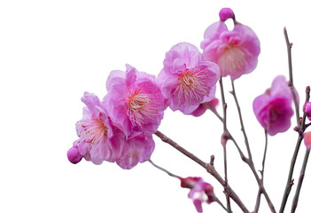 Fototapeta premium Close-up of several delicate pink blossoms on branches