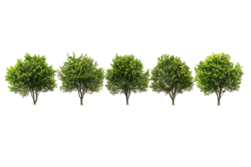 Row of lush green trees isolated on transparent background. Row of lush green trees on a vibrant grassy landscape isolated on white background.