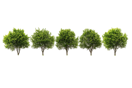 Row of lush green trees isolated on transparent background. Row of lush green trees on a vibrant grassy landscape isolated on white background.