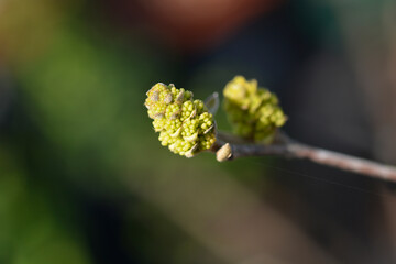 Fototapeta premium Hybrid witch-alder branch with flower buds - Latin name - Fothergilla ntermedia Sea Spray