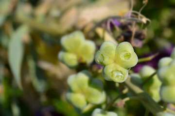 Persian lily  seed pods - Latin name - Fritillaria persica Ivory Bells