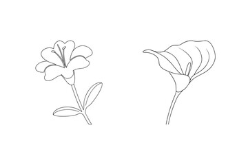 Lily and Calla Lily Outline flower drawing