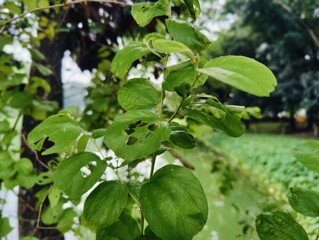 Close-up of fresh green leaves growing on a branch in daylight