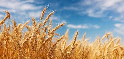 Fototapeta premium The golden wheat field under a bright blue sky.