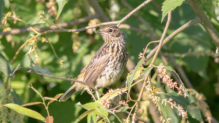barn owl perched on a branch