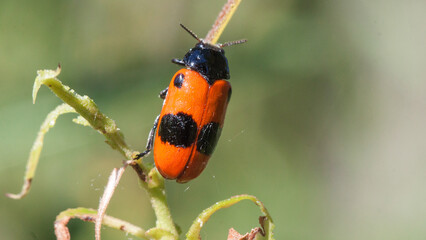 red bug on a leaf