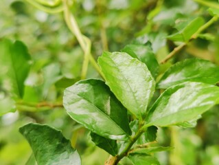 Close-up of fresh green leaves growing on a branch in daylight