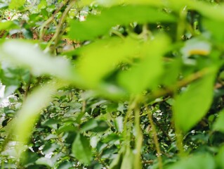 Close-up of fresh green leaves growing on a branch in daylight