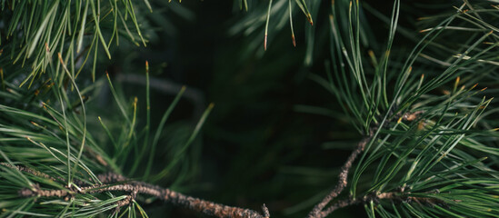 Closeup pine background with green tones and blur, ideal for organic branding, cosmetics and...