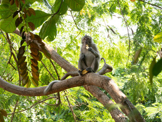 A wild monkey sitting on a tree branch eating a banana in lush green forest, with natural sunlight...