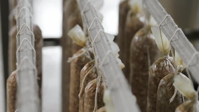 Raw sausages hang and dry for further smoking at a sausage factory. Production of semi-finished meat products at a sausage factory.