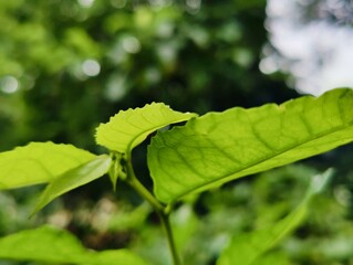 Close-up of fresh green leaves growing on a branch in daylight
