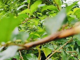 Close-up of fresh green leaves growing on a branch in daylight