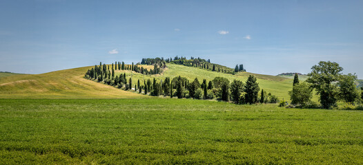 Typical Tuscan landscape with Cypress trees and meadows