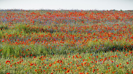 waves of colour - Wellen aus Farbe