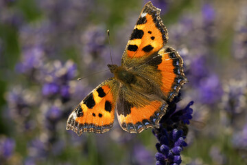 Small tortoiseshell (Aglais urticae) sitting on a lavender twig. European colorful butterfly.