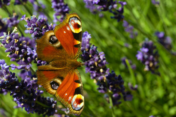Aglais io, the European peacock or the peacock butterfly sitting on a lavender twig. European colorful butterfly.
