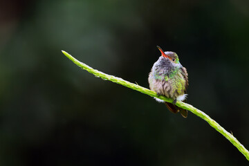 Rufous-tailed hummingbird (Amazilia tzacatl) sitting on a branch. A small green hummingbird with a red beak and a dark background