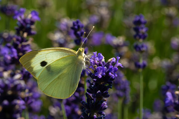 Pieris brassicae, the large white, also called cabbage butterfly, cabbage white sitting on a lavender sprig. European white butterfly.