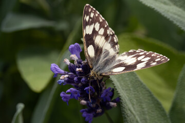 Melanargia galathea, the marbled white sitting on a lavender twig. European white butterfly.