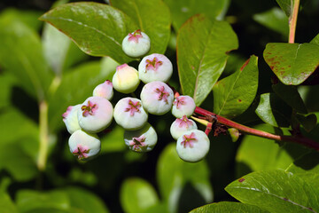 Vaccinium corymbosum, the northern highbush blueberry, a sprig of unripe blueberries.