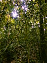 Fototapeta premium Deep of Meratus Mountain in Borneo Rainforest, Tanah Bumbu, Indonesia