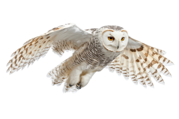 Majestic snowy owl in flight with wings spread wide isolated on transparent background. Snowy owl in flight isolated on white background.