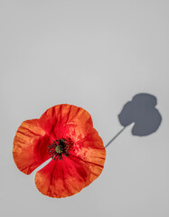 A single vibrant red poppy flower with delicate petals casting a shadow on a plain grey background, symbolizing remembrance and beauty in nature