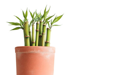 Obraz premium A lucky bamboo plant with vibrant green stalks and new leaves growing in a simple terracotta pot, isolated on a white background.
