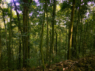 Deep of Meratus Mountain in Borneo Rainforest, Tanah Bumbu, Indonesia