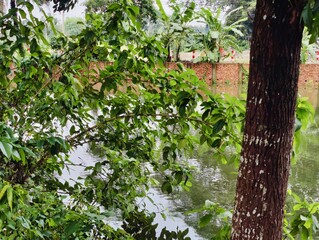 Beautiful landscape featuring a tranquil lake surrounded by verdant greenery and tall trees....