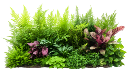 A lush, vibrant arrangement of diverse green and purple foliage, including ferns, isolated on a clean white background.
