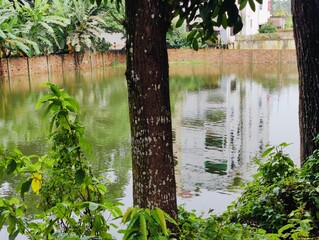 Beautiful landscape featuring a tranquil lake surrounded by verdant greenery and tall trees....